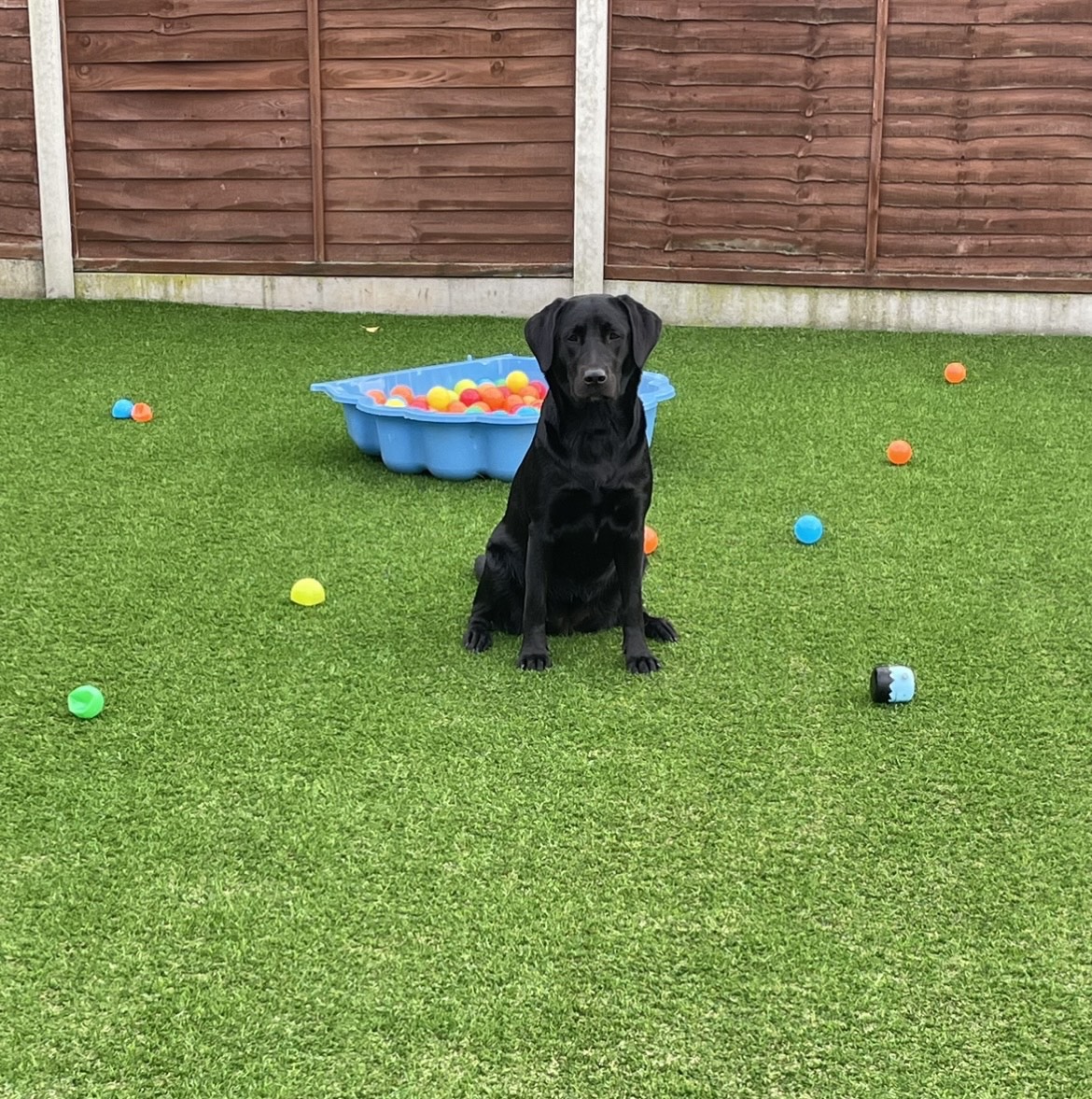 Doggy Daycare Pawfect Luxury Home Boarding